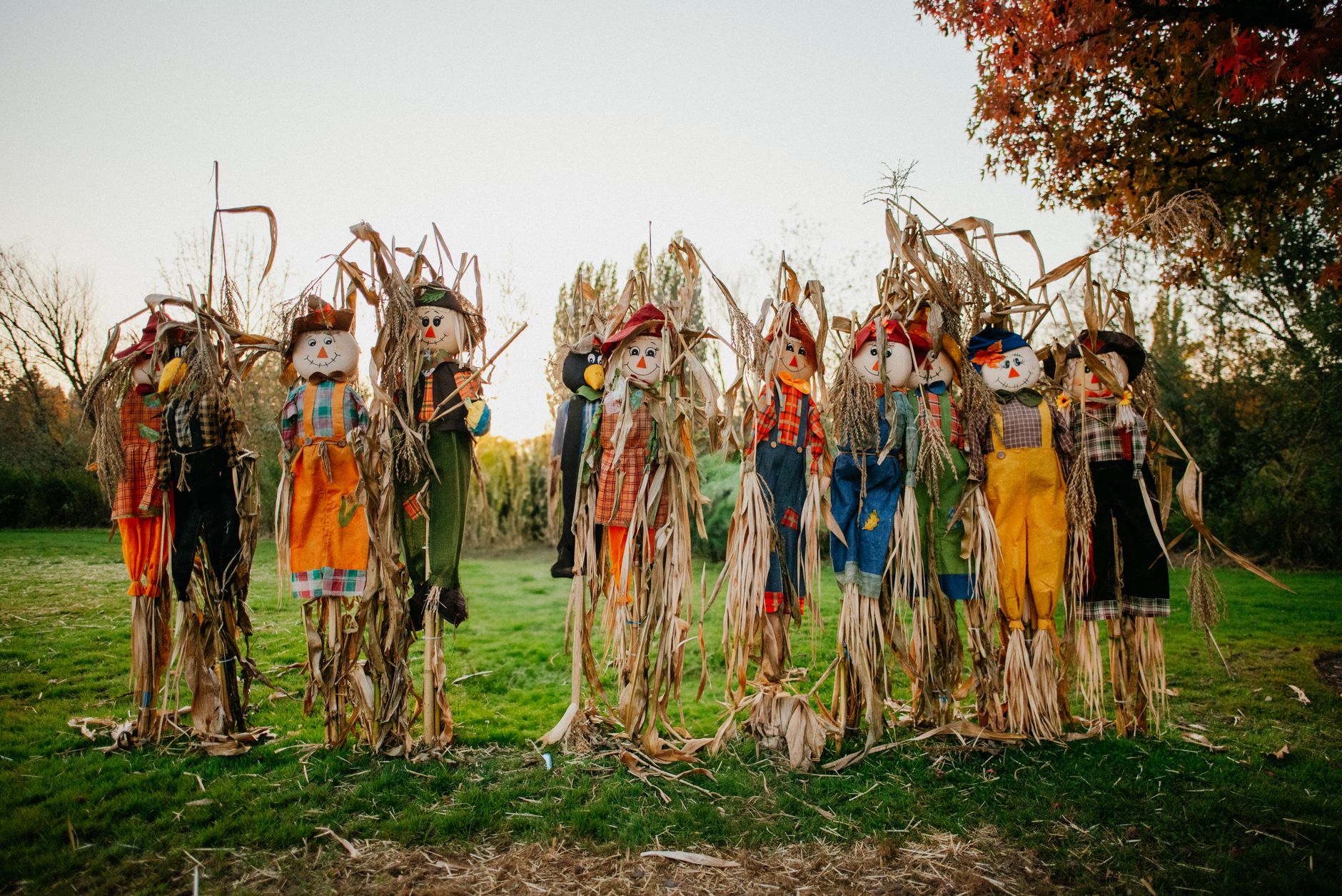 Vibrant scarecrows in a cornfield, perfect for autumn harvest themes.