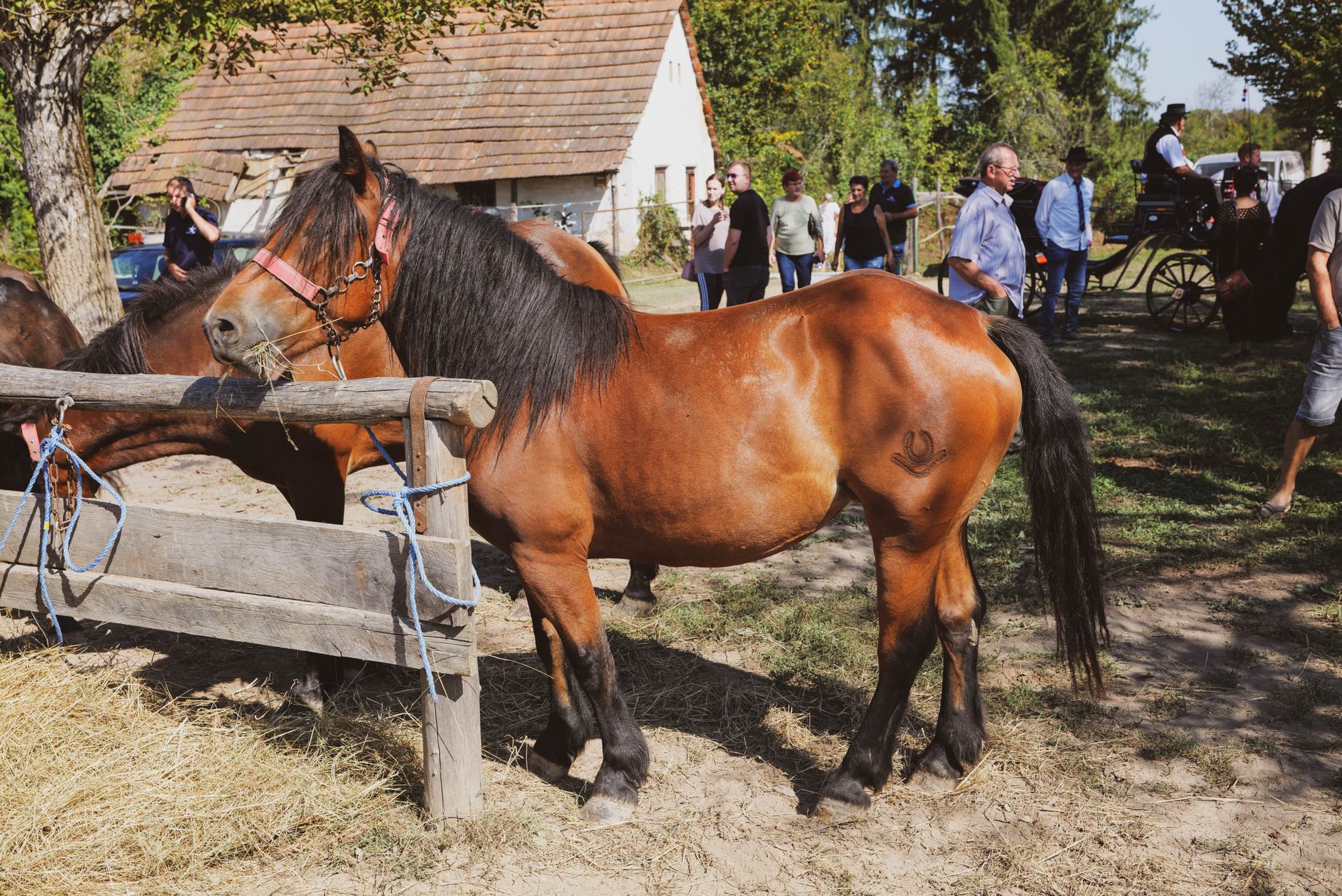 A lively rural gathering in Duhovi, Croatia showcasing horses and people on a sunny summer day.