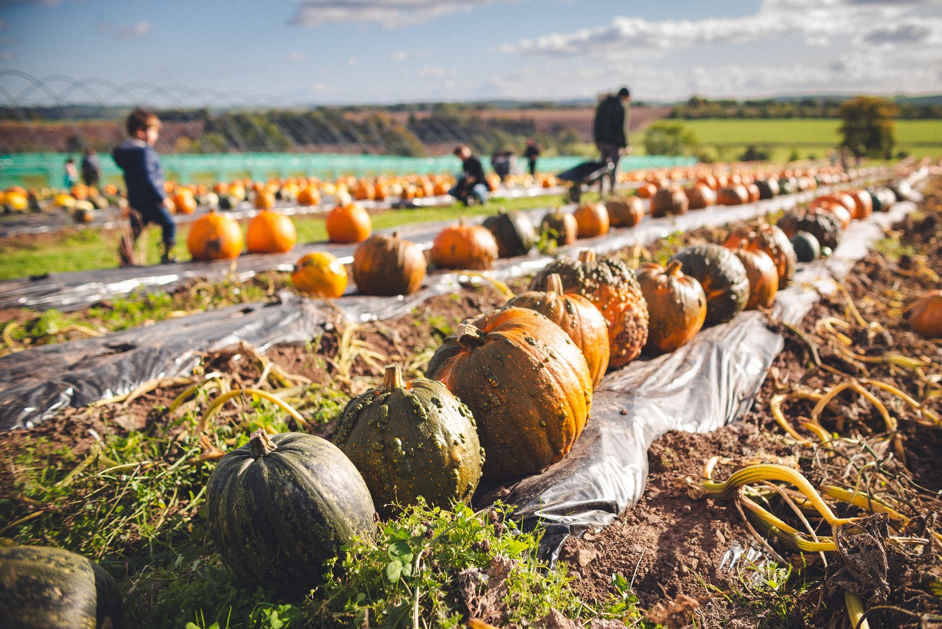 Colorful pumpkins in an autumn field with people selecting and harvesting.
