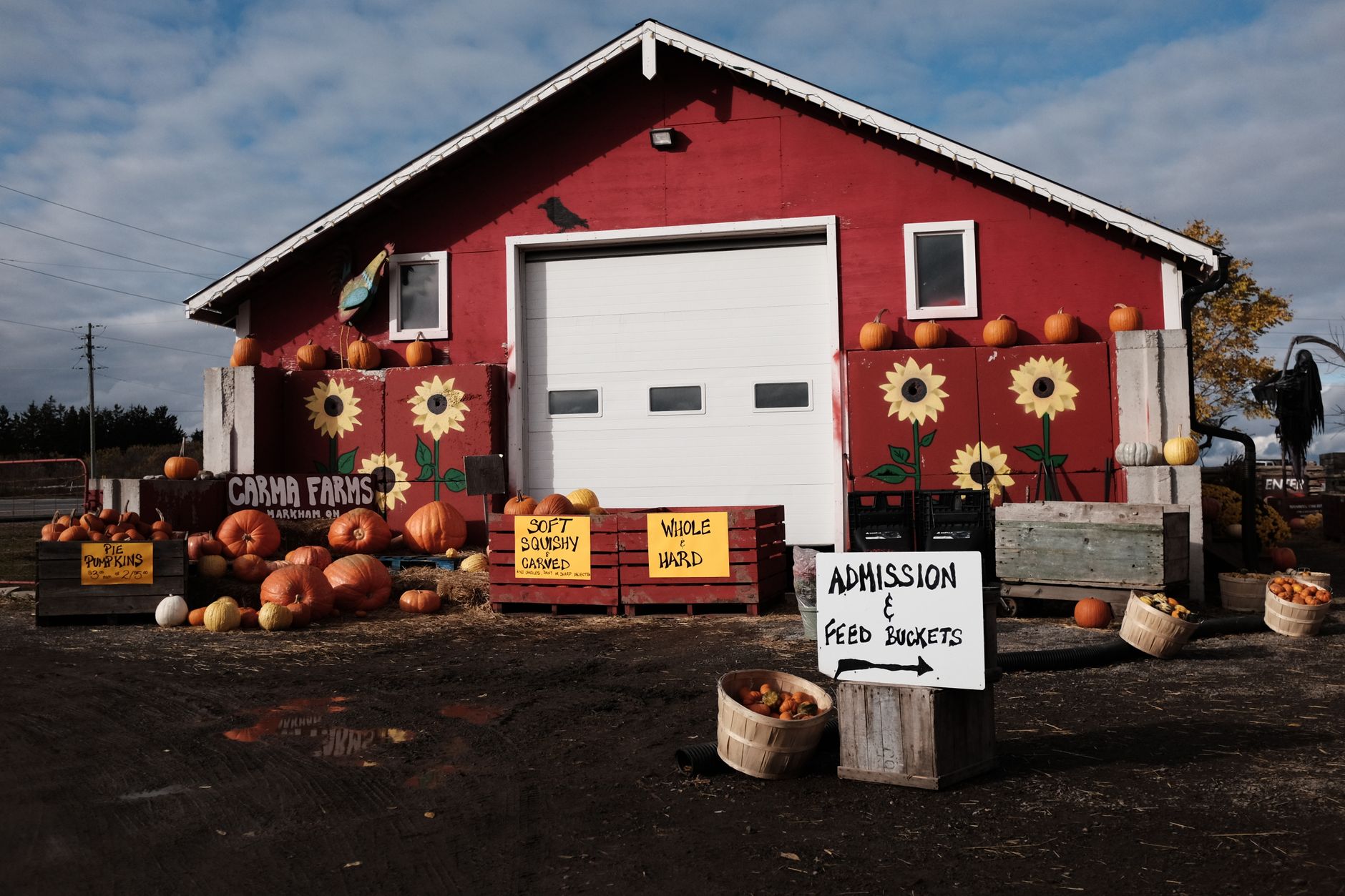 Rustic barn with pumpkins and sunflowers at a farm entrance, showcasing harvest season charm.
