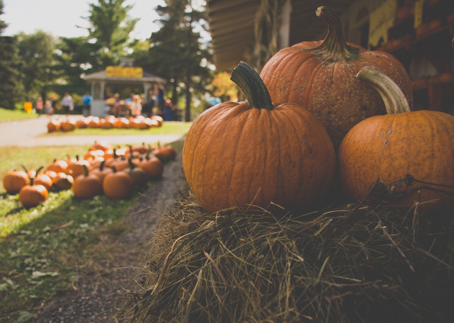 A picturesque autumn day featuring ripe pumpkins on hay with trees in the background.