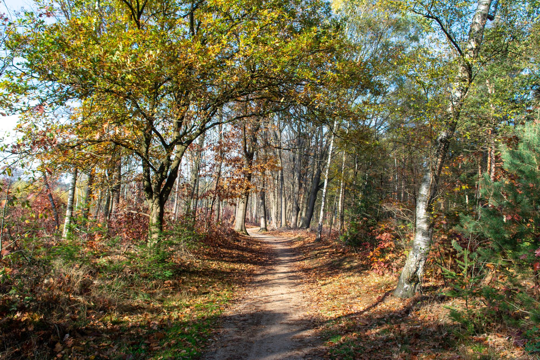 A serene forest path lined with autumn foliage, bathed in sunlight.
