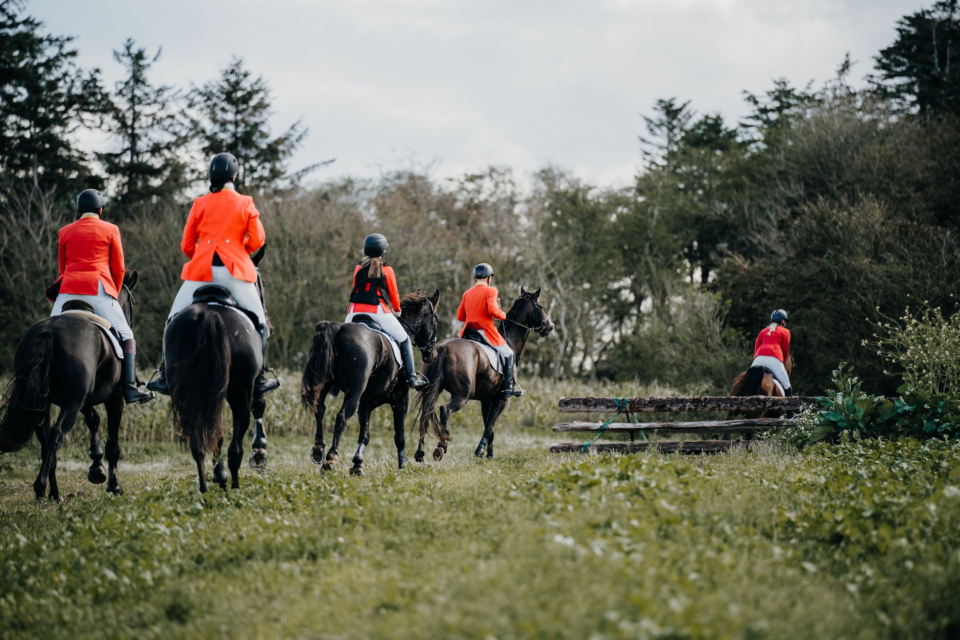 A group of equestrians in red jackets riding horses across a rural landscape with a wooden barrier.